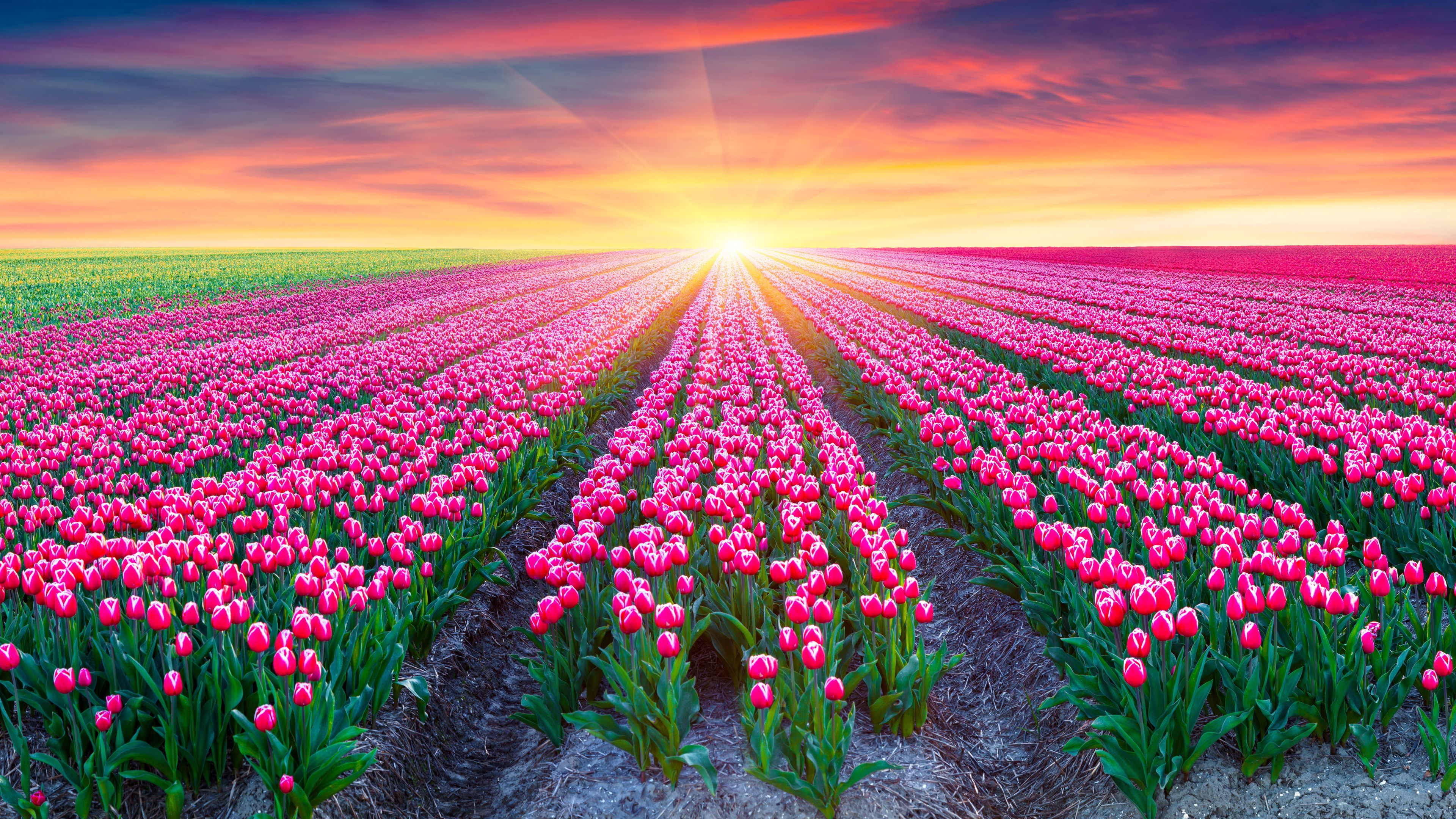 30 Hình ảnh cánh đồng hoa tuyệt đẹp nhất thế giới Full HD - Hà Nội Spirit Of Place 24