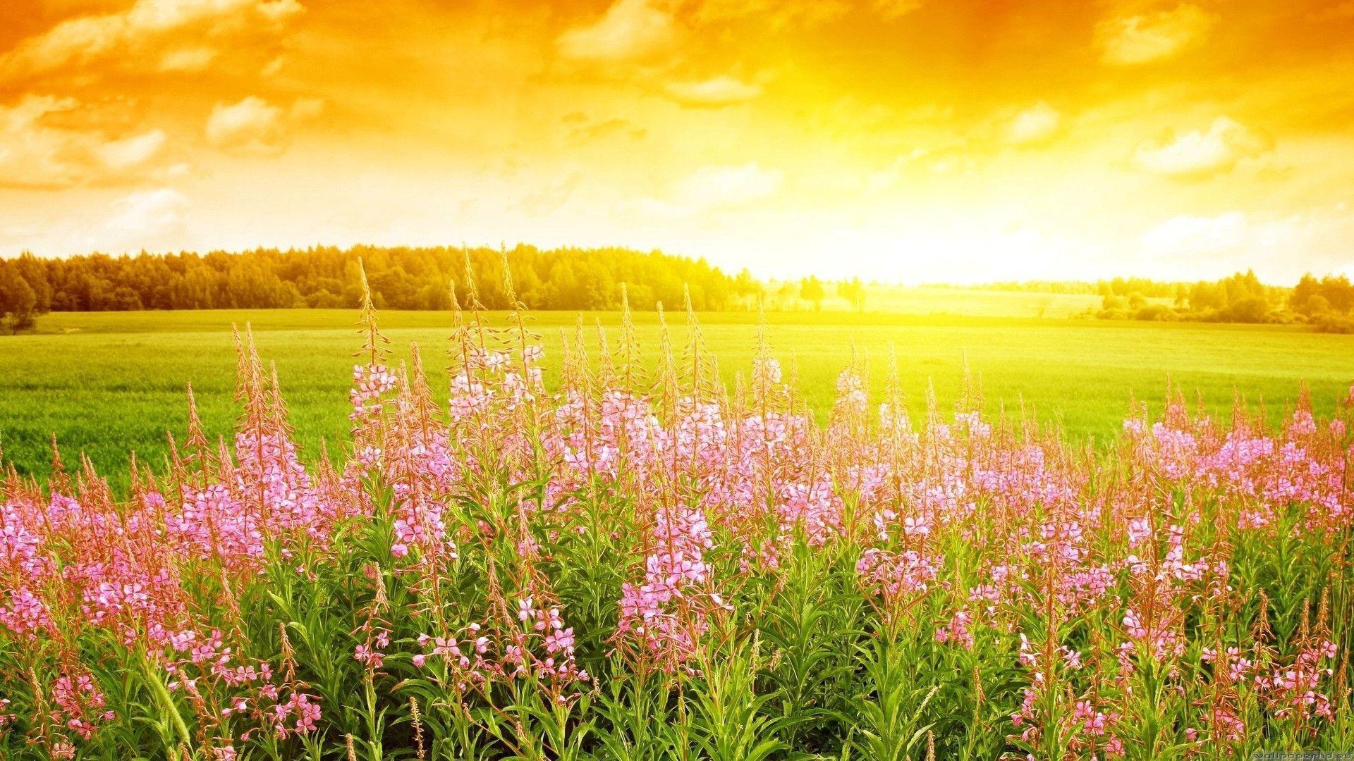 30 Hình ảnh cánh đồng hoa tuyệt đẹp nhất thế giới Full HD - Hà Nội Spirit Of Place 25