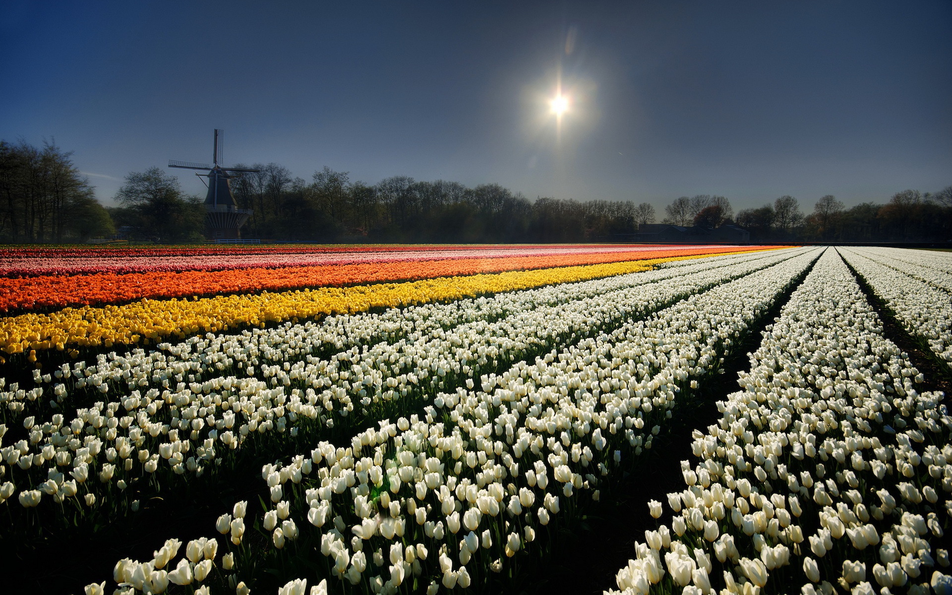 30 Hình ảnh cánh đồng hoa tuyệt đẹp nhất thế giới Full HD - Hà Nội Spirit Of Place 26