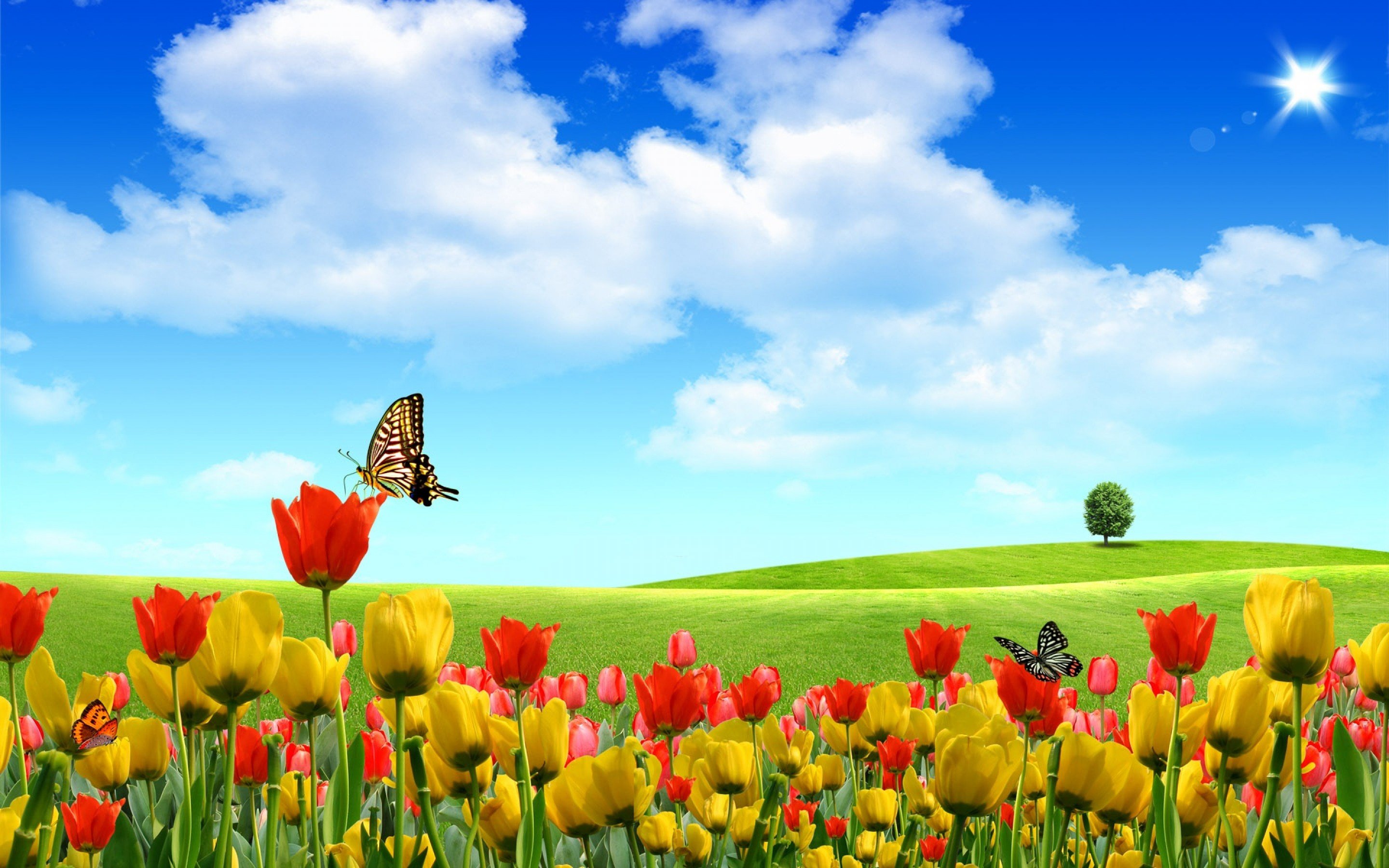 30 Hình ảnh cánh đồng hoa tuyệt đẹp nhất thế giới Full HD - Hà Nội Spirit Of Place 3