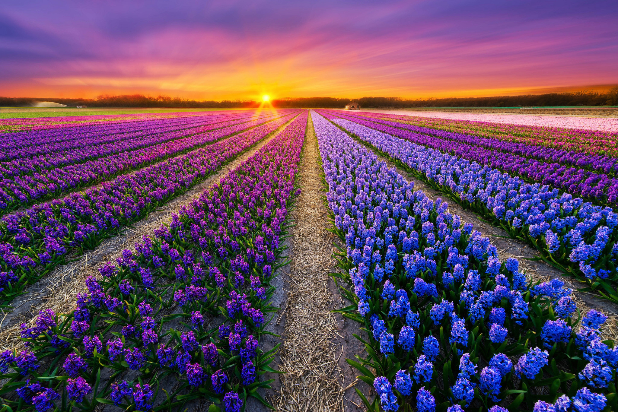 30 Hình ảnh cánh đồng hoa tuyệt đẹp nhất thế giới Full HD - Hà Nội Spirit Of Place 4