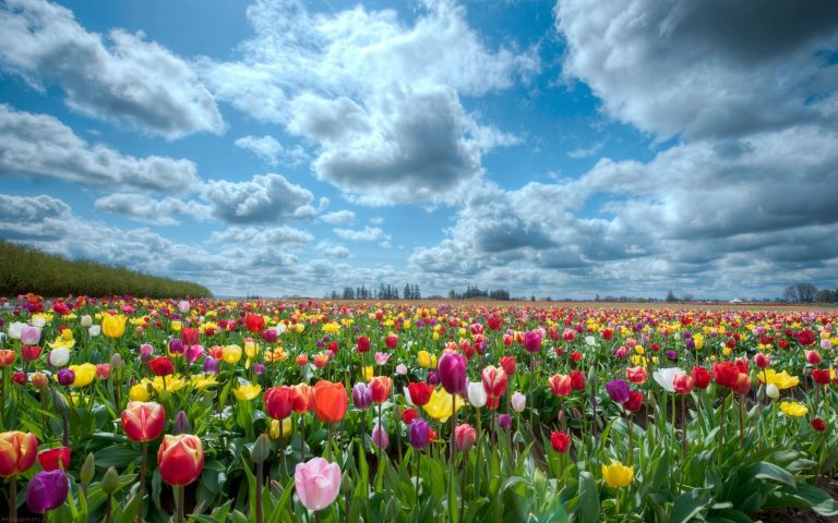 Hình ảnh cánh đồng hoa đẹp nhất thế giới nhìn là mê ngay  TRẦN HƯNG ĐẠO