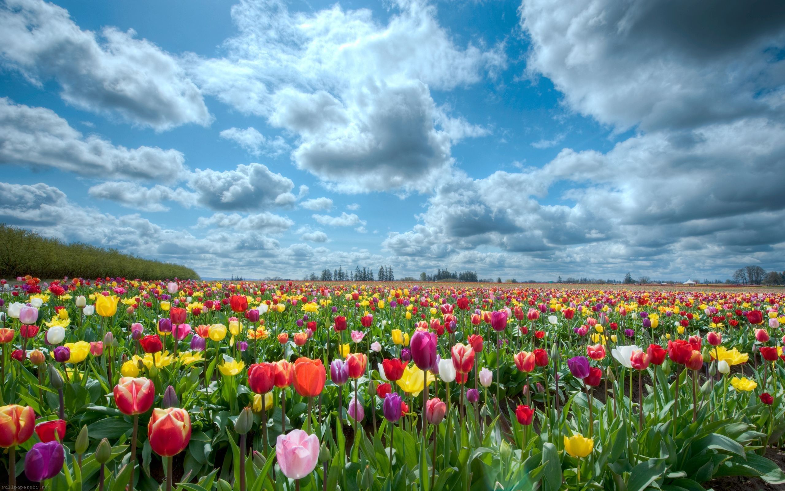 30 Hình ảnh cánh đồng hoa tuyệt đẹp nhất thế giới Full HD - Hà Nội Spirit Of Place 5