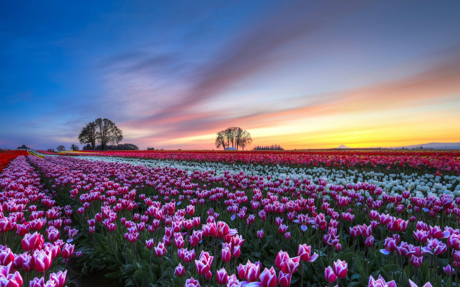 30 Hình ảnh cánh đồng hoa tuyệt đẹp nhất thế giới Full HD - Hà Nội Spirit Of Place 6