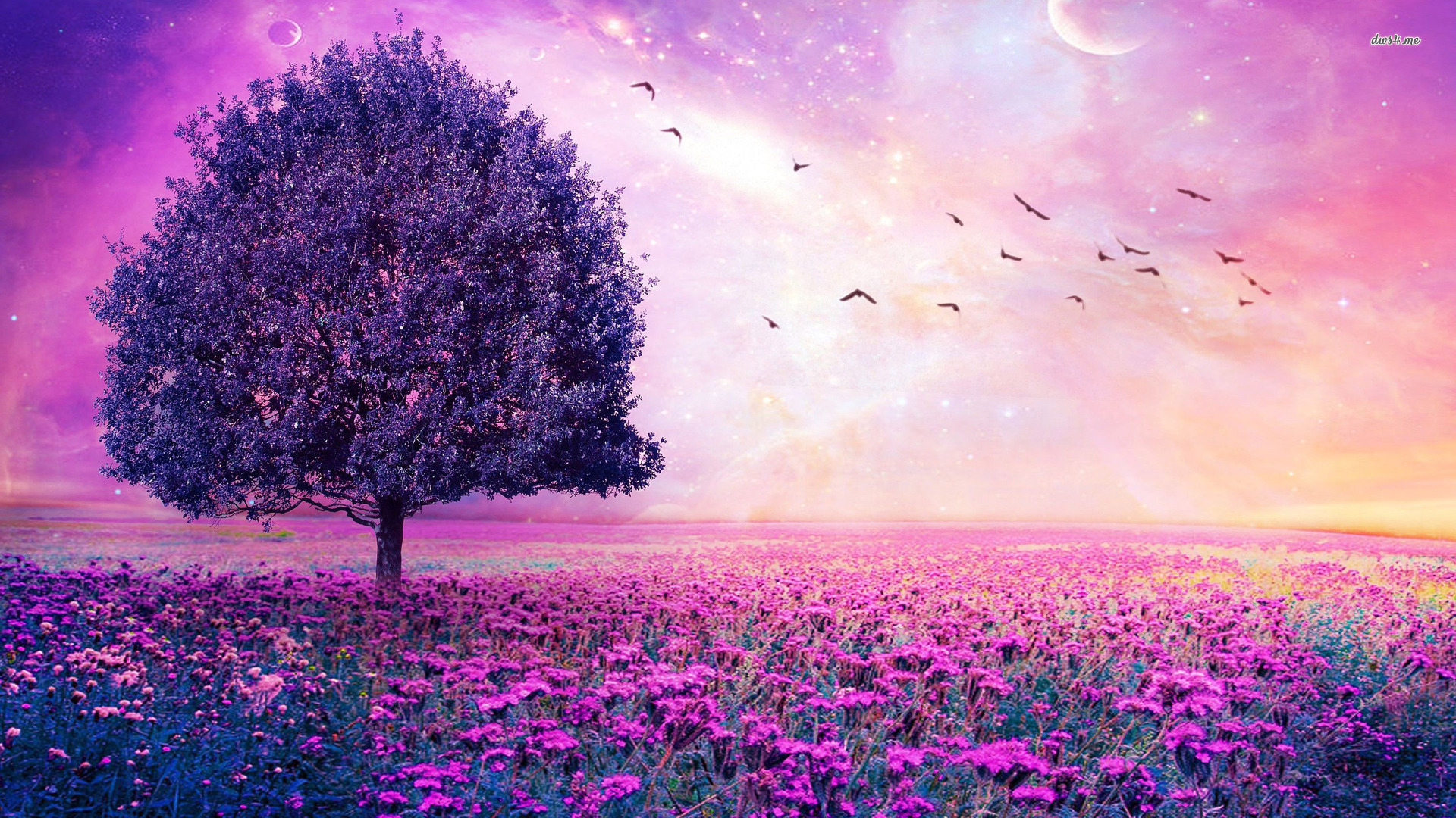 30 Hình ảnh cánh đồng hoa tuyệt đẹp nhất thế giới Full HD - Hà Nội Spirit Of Place 7