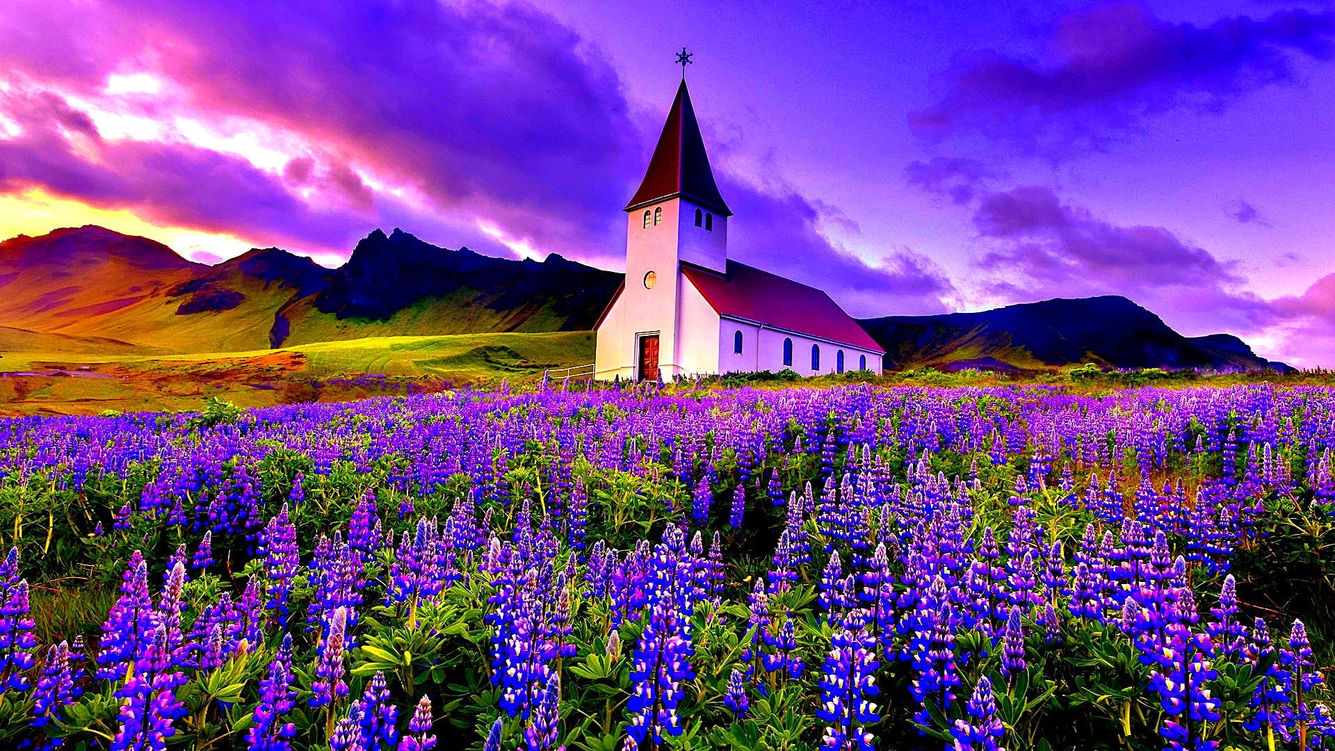 30 Hình ảnh cánh đồng hoa tuyệt đẹp nhất thế giới Full HD - Hà Nội Spirit Of Place 8