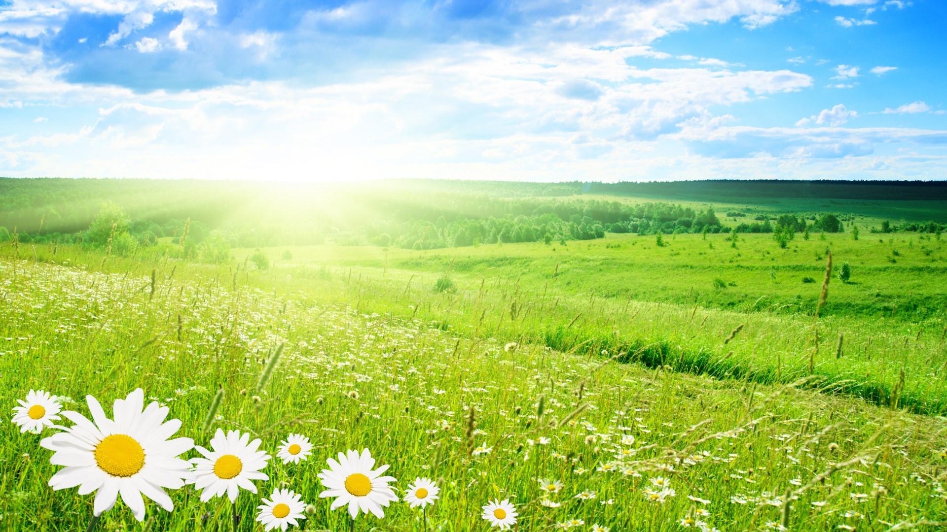 30 Hình ảnh cánh đồng hoa tuyệt đẹp nhất thế giới Full HD - Hà Nội Spirit Of Place 9