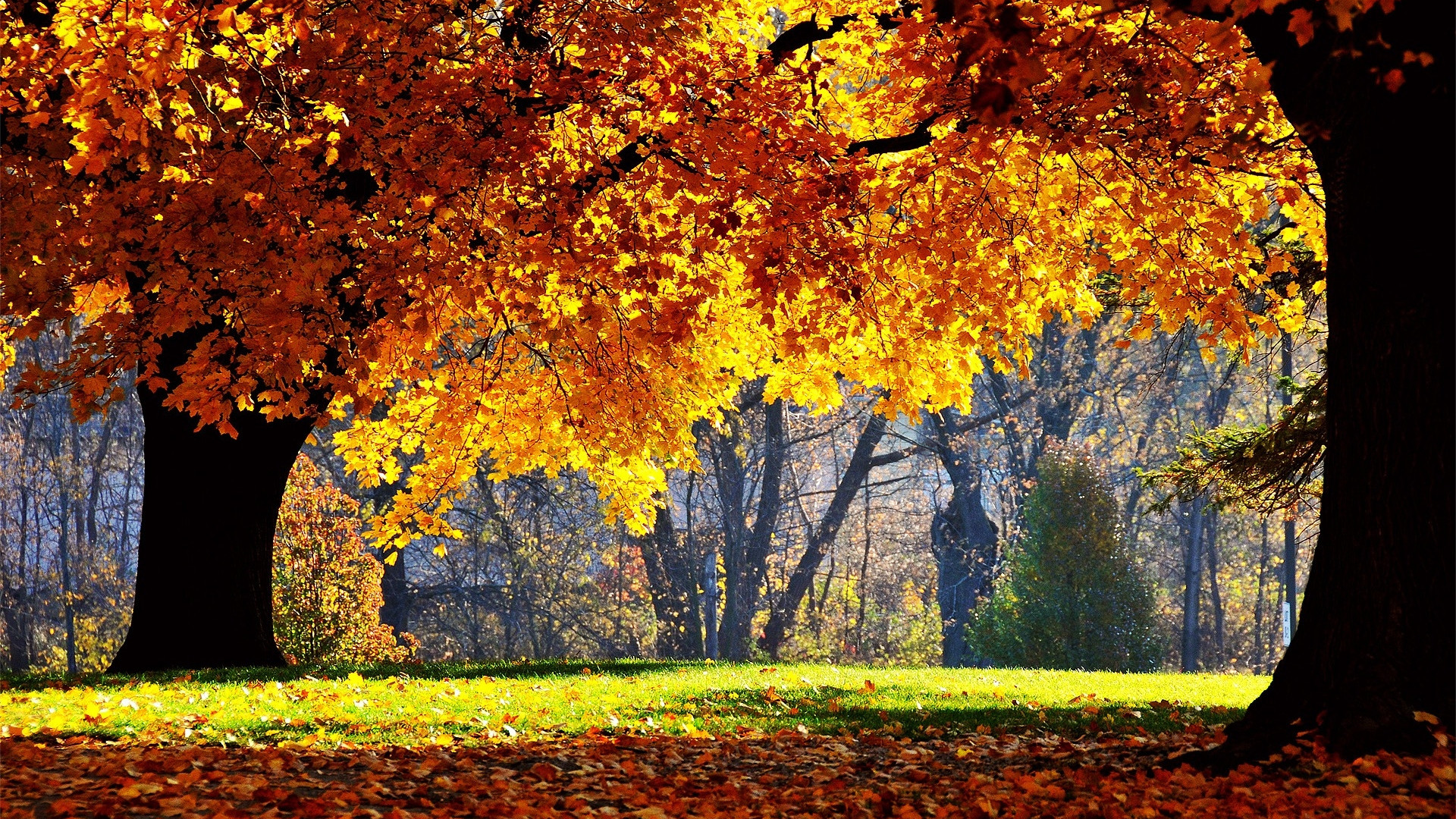 Bộ sưu tập 100 hình nền mùa thu đẹp nhất dành cho điện thoại Hình Ảnh Đẹp