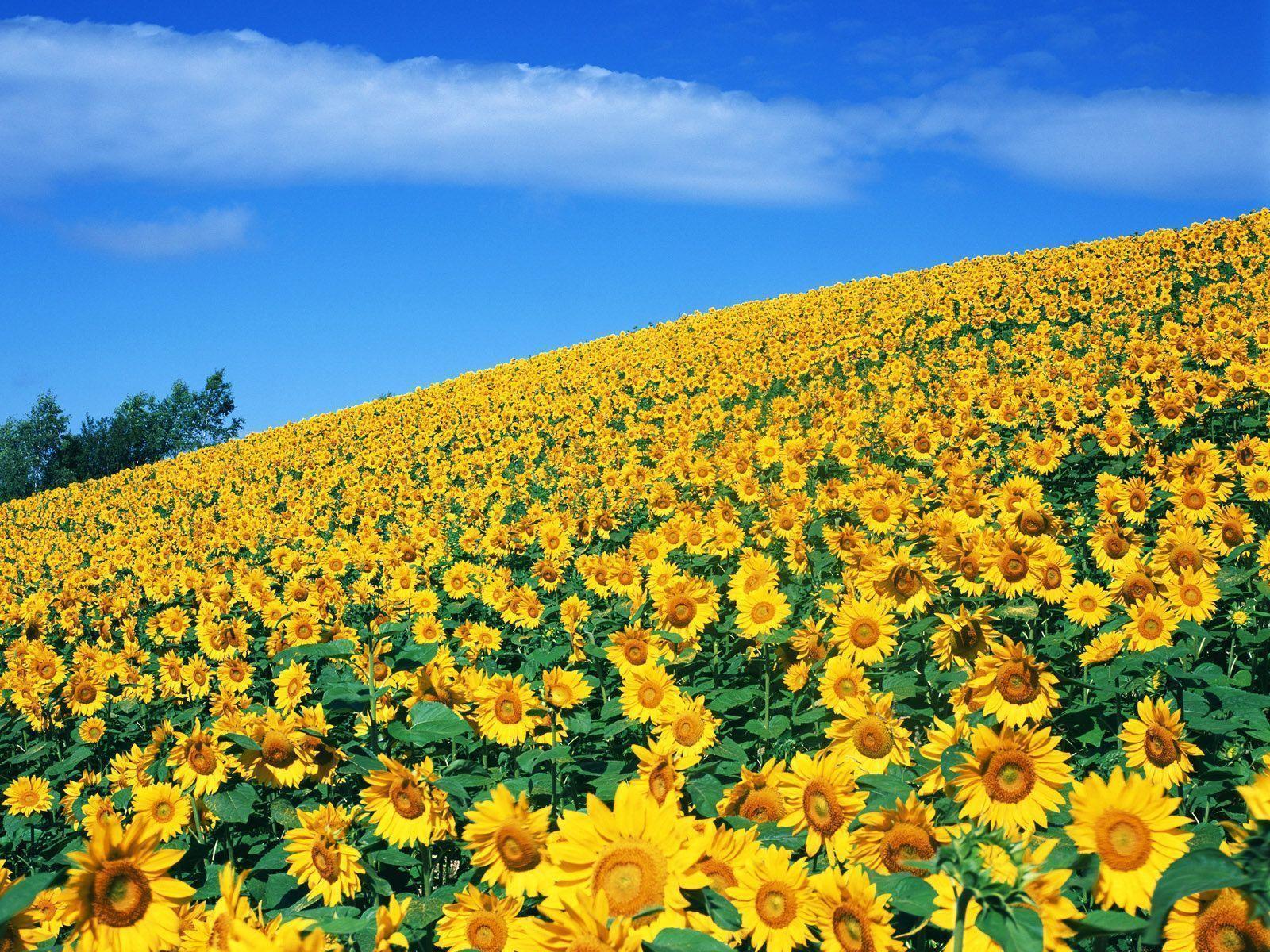 Cánh Đồng Hoa Hướng Dương Màu Vàng  Ảnh miễn phí trên Pixabay