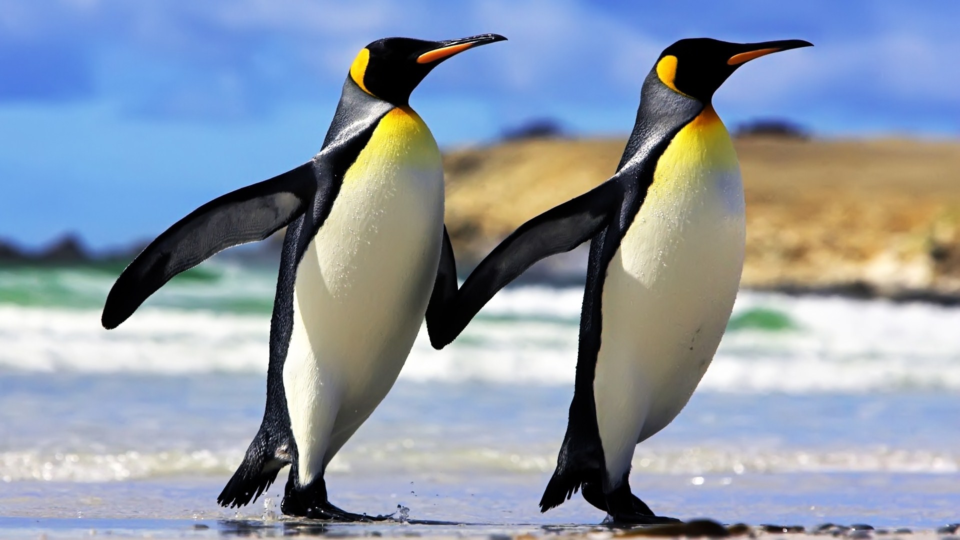 Hình nền Chim cánh cụt mùa đông Vợ chồng chim cánh cụt Mỏ Bắc Động vật Chim bay Động vật có xương sống Vua chim cánh cụt 5600x4156 wallhaven 