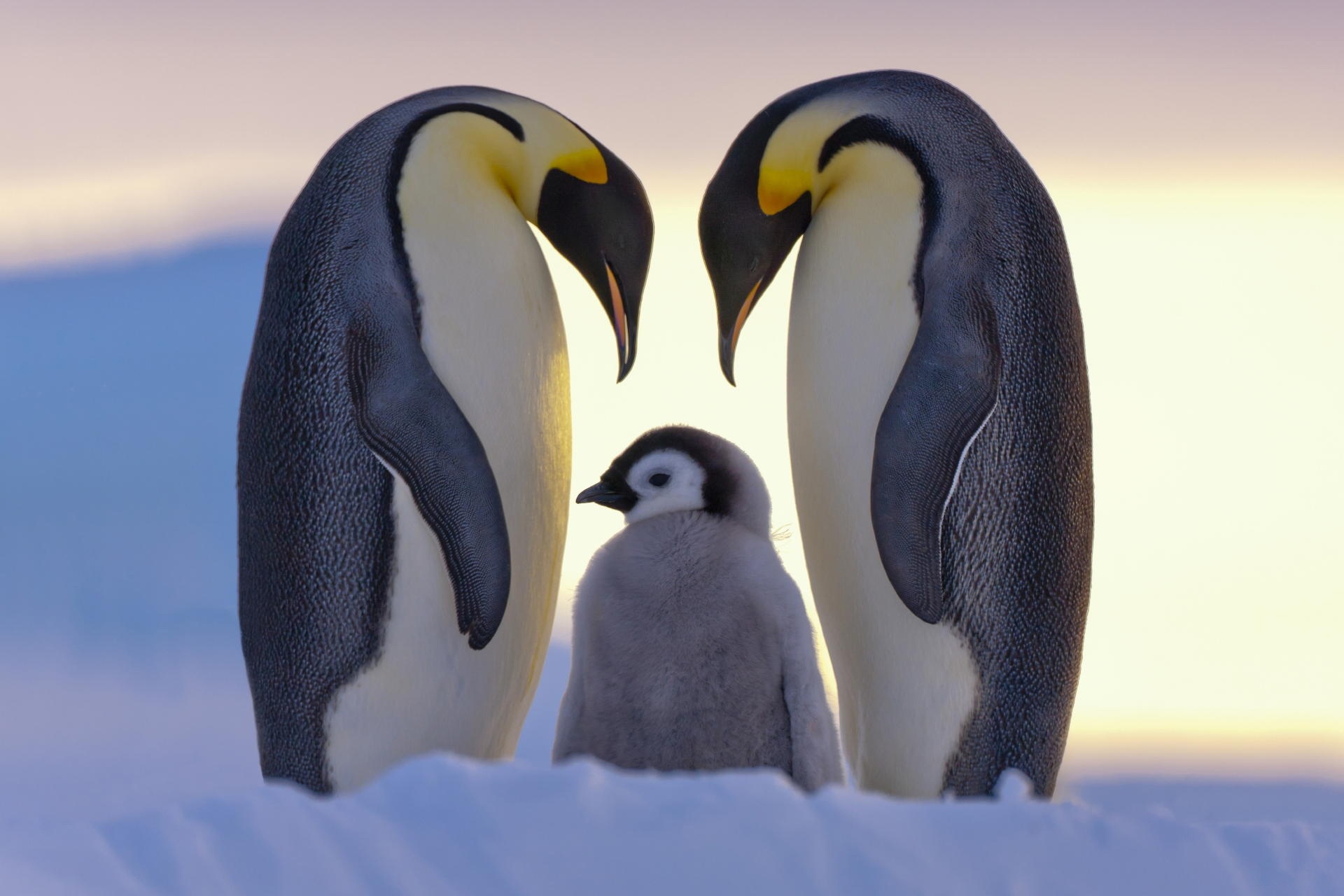 60+ hình ảnh chim cánh cụt dễ thương ngộ nghĩnh nhất