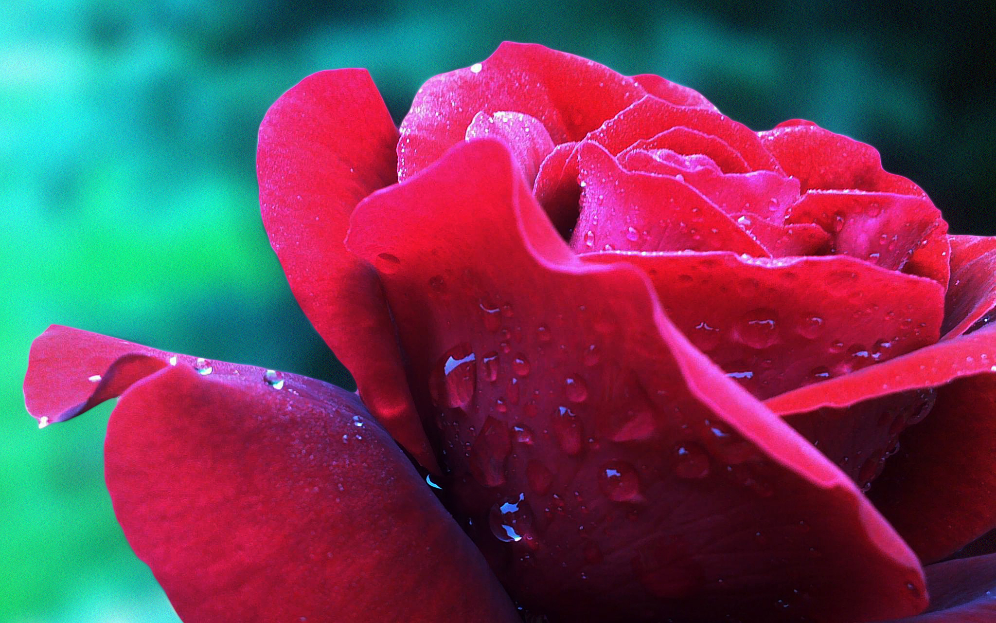 Hình nền đẹp bông hoa hồng