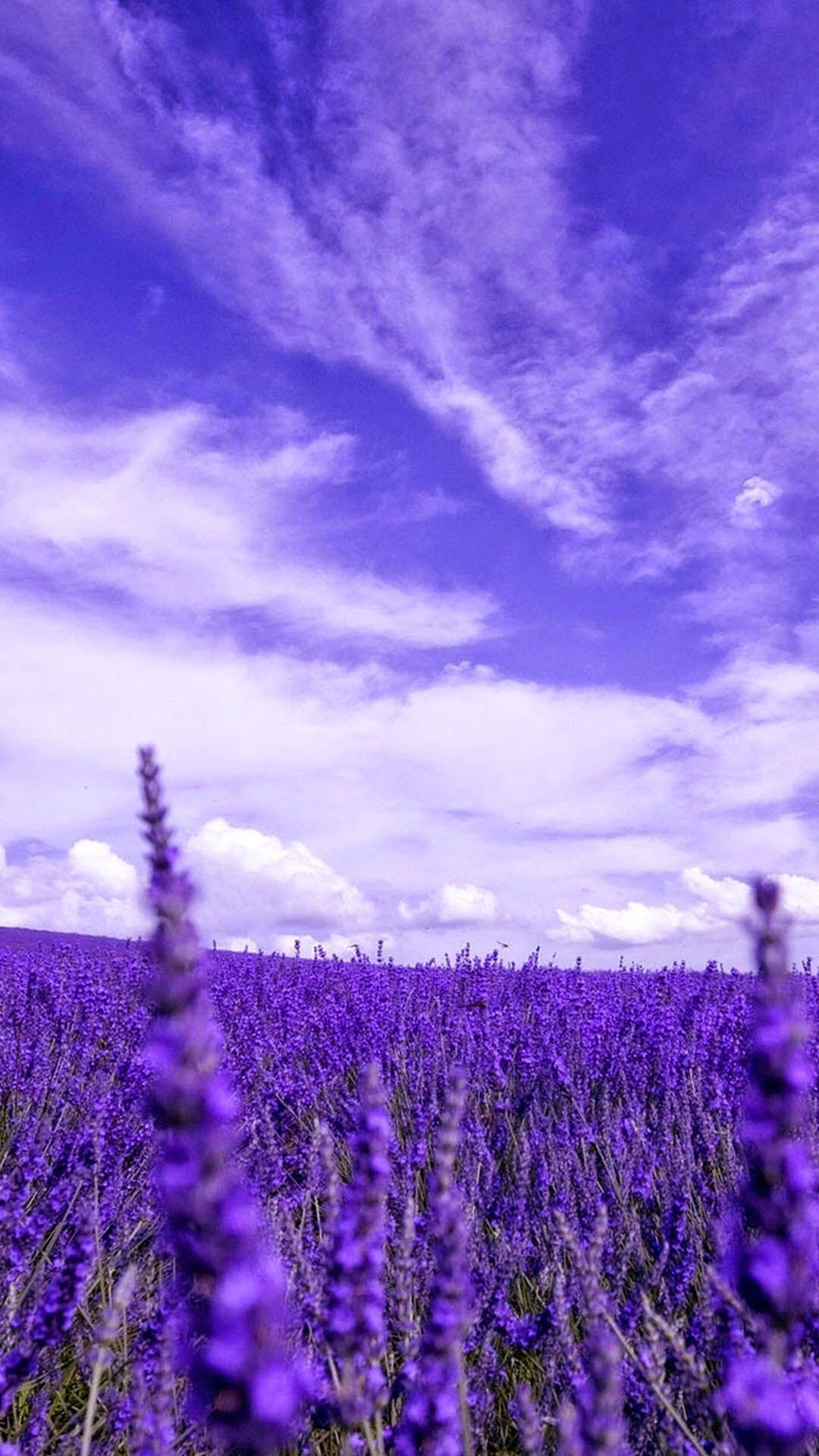 Hoa Lavender  sắc tím của sự ngọt ngào và câu chuyện tình yêu đầy lãng mạn