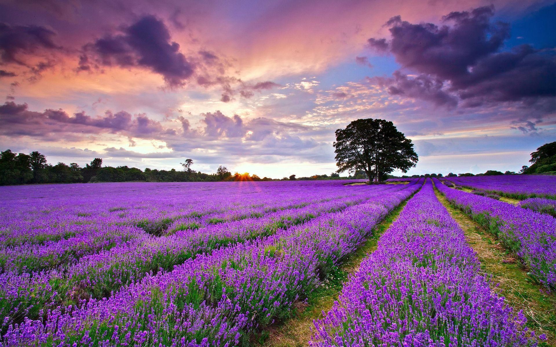Hình nền hoa lavender cho iphone  Hình nền hoa lavender cho  Flickr