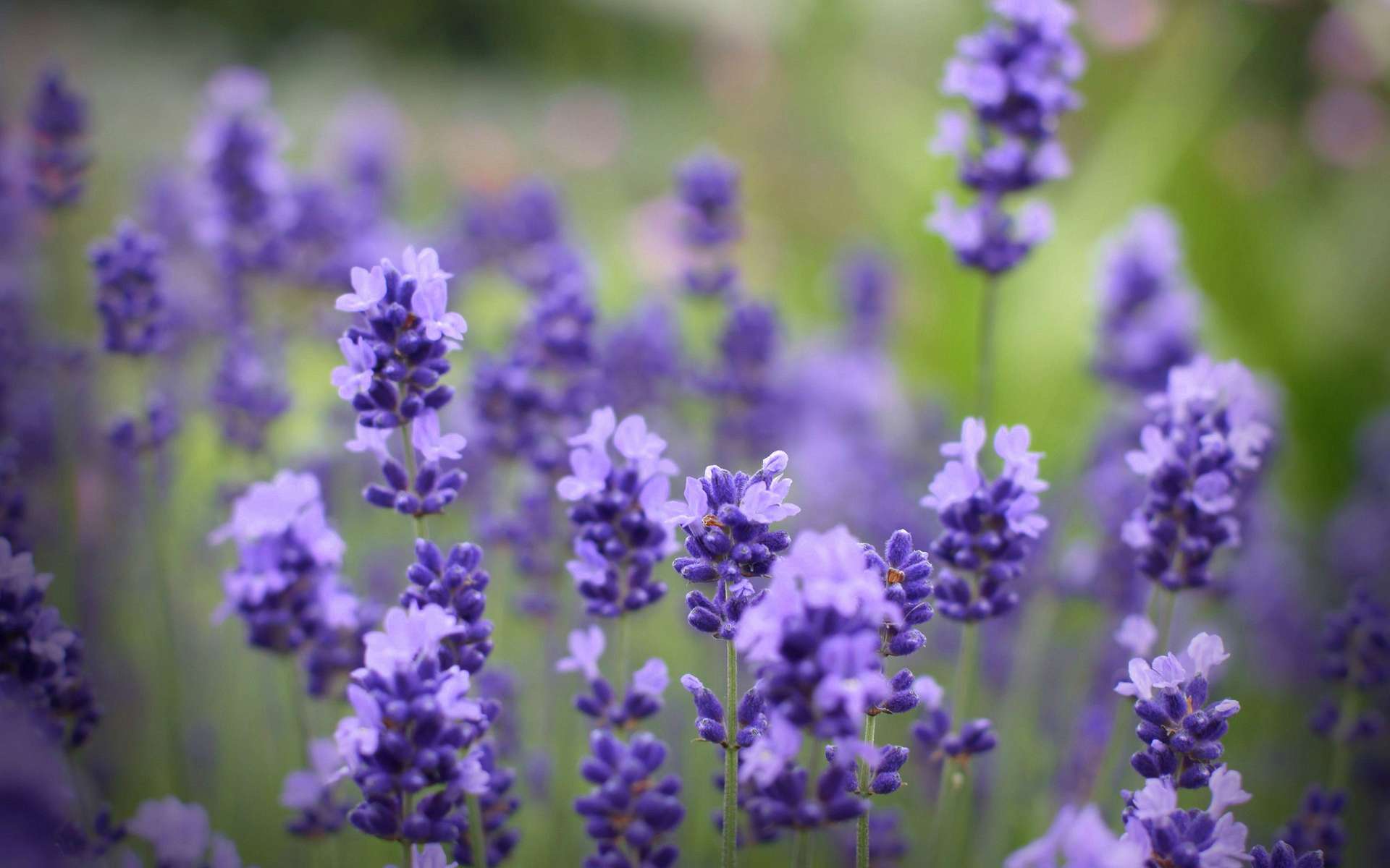 Hình ảnh Lavender – 100 hình ảnh hoa oải hương đẹp nhất