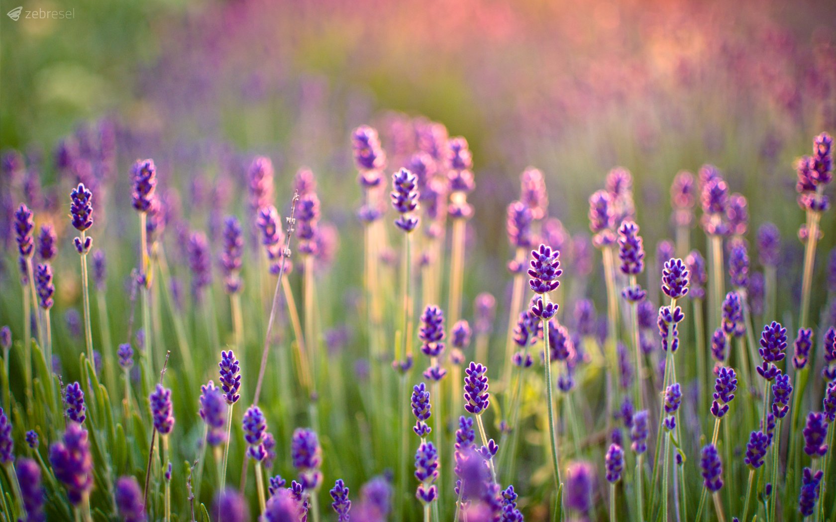 Nắm bắt được vẻ đẹp tuyệt vời của hoa Lavender qua hình ảnh đầy sức sống và màu sắc tươi tắn. Hãy dành thời gian để thưởng thức những hình ảnh này và cảm nhận sự thanh thản trong tâm hồn.