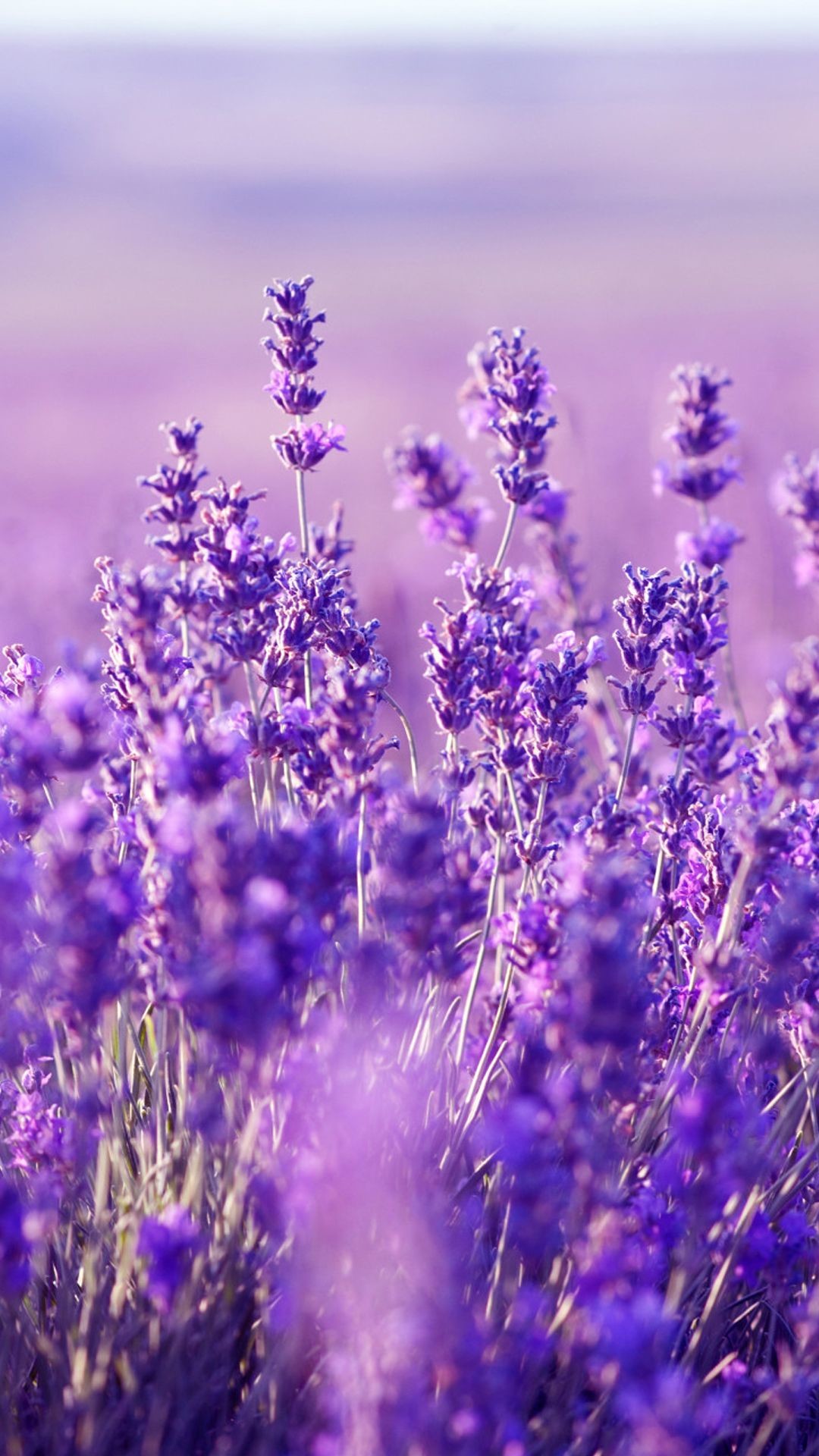 Chia sẻ hơn 78 hình nền hoa lavender cho dien thoai hay nhất   thtantai2eduvn