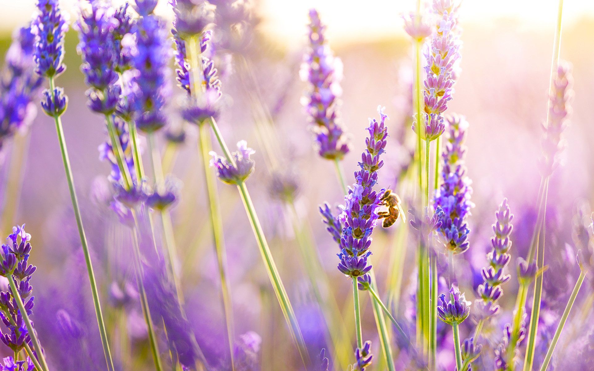 Những hình nền hoa lavender đẹp lung linh sẽ khiến bạn vô cùng thích thú với vẻ đẹp dịu dàng của hoa. Hãy thưởng thức những bức ảnh tuyệt đẹp này và cùng hòa mình vào không gian lãng mạn của hoa lavender.
