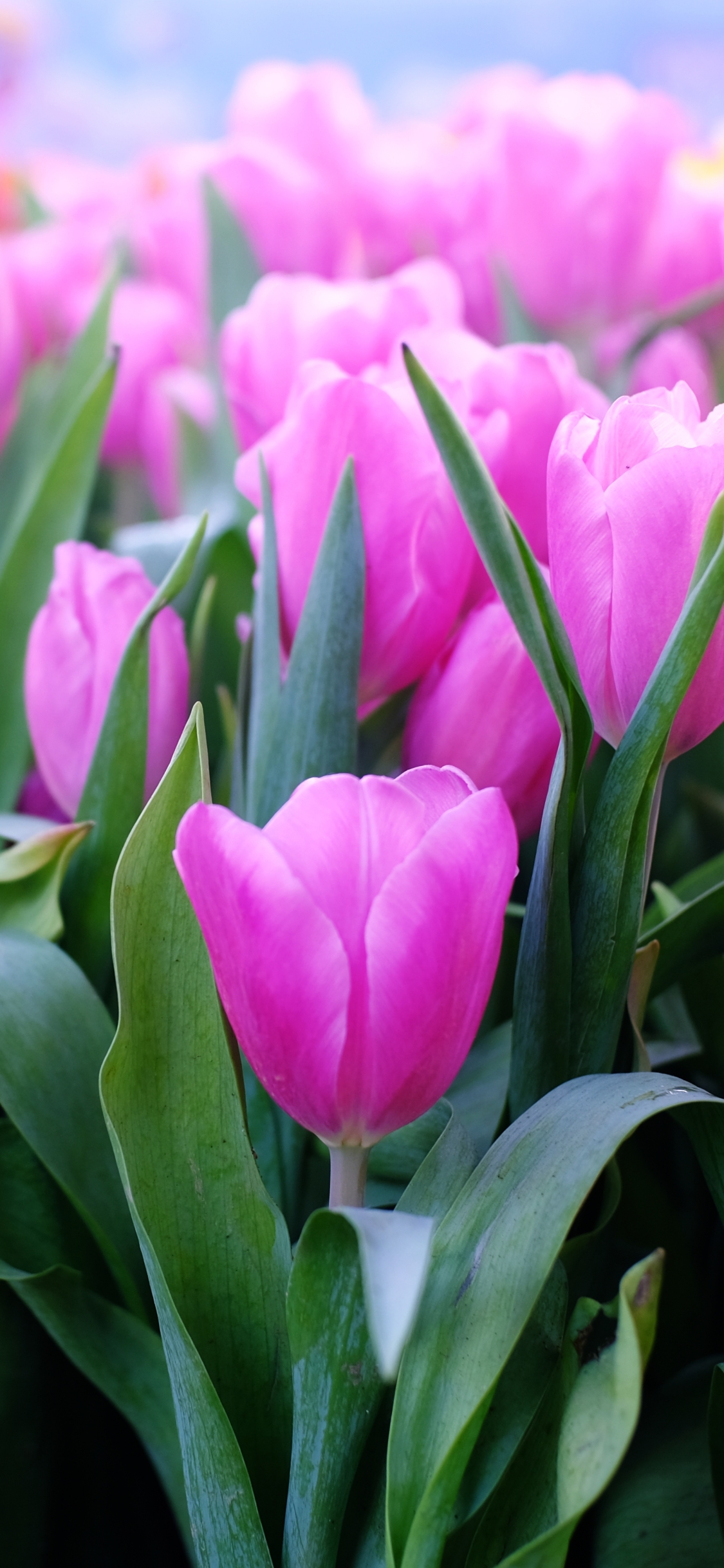 Hình nền iPhone HD hoa Tulip