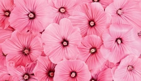 [Top 555+] Những câu nói hay về màu hồng đong đầy sự dễ thương cũng như ngọt ngào