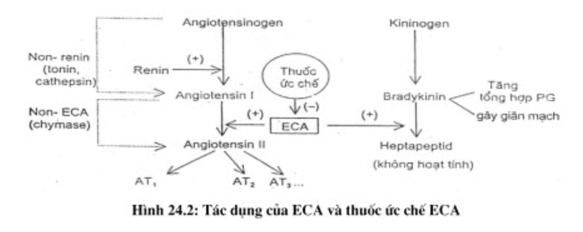 Bradykinin có tác dụng làm giảm huyết áp