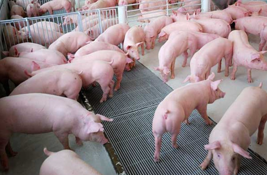 Giá lợn hơi hôm nay bao nhiêu? Có nên bán hay không?