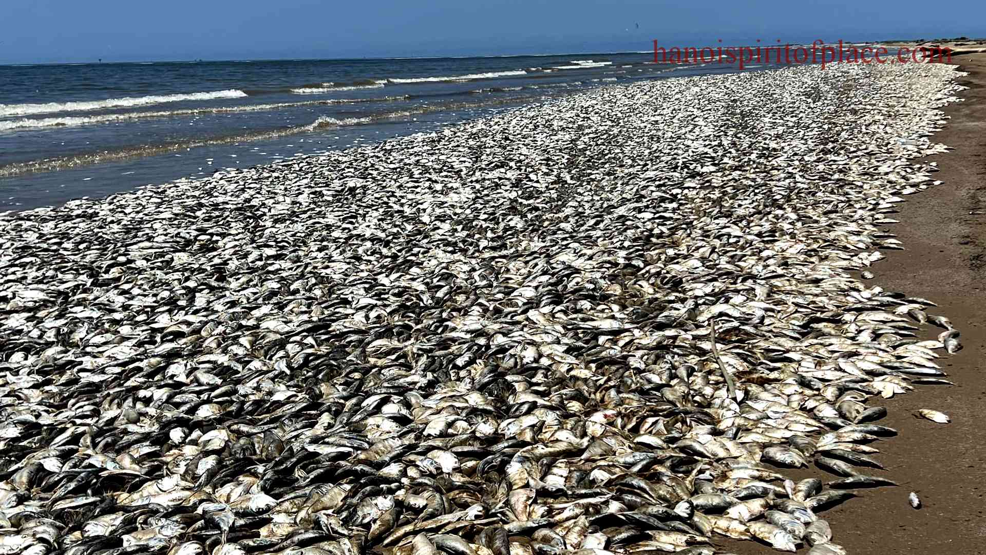 Texas Gulf Coast Dead Fish: Environmental Concerns Unveiled