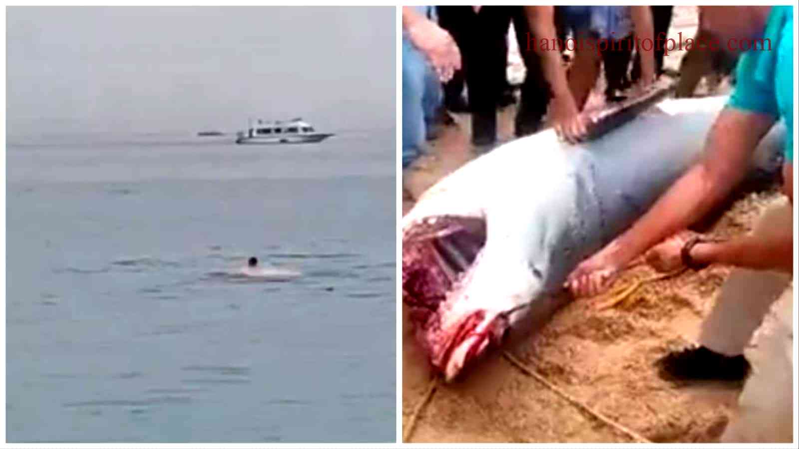 man gets eaten by shark in Egypt video