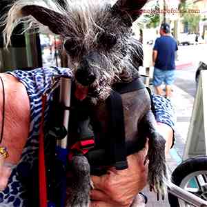 Scooter World Ugliest Dog Defies Beauty Standards and Captures Hearts