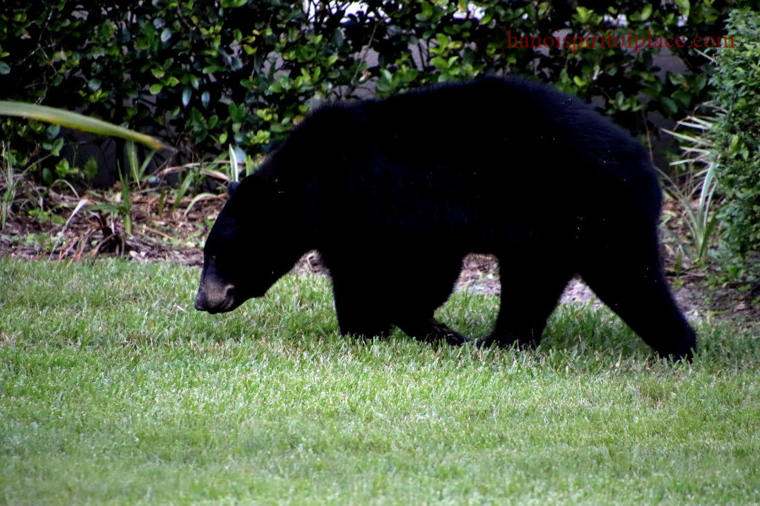 Why Spotting Black Bears in Destin, Florida is an Unforgettable Experience