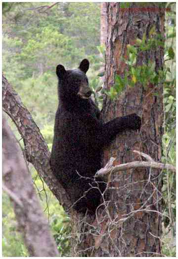 Best Spots to Spot Black Bears in Destin, Florida