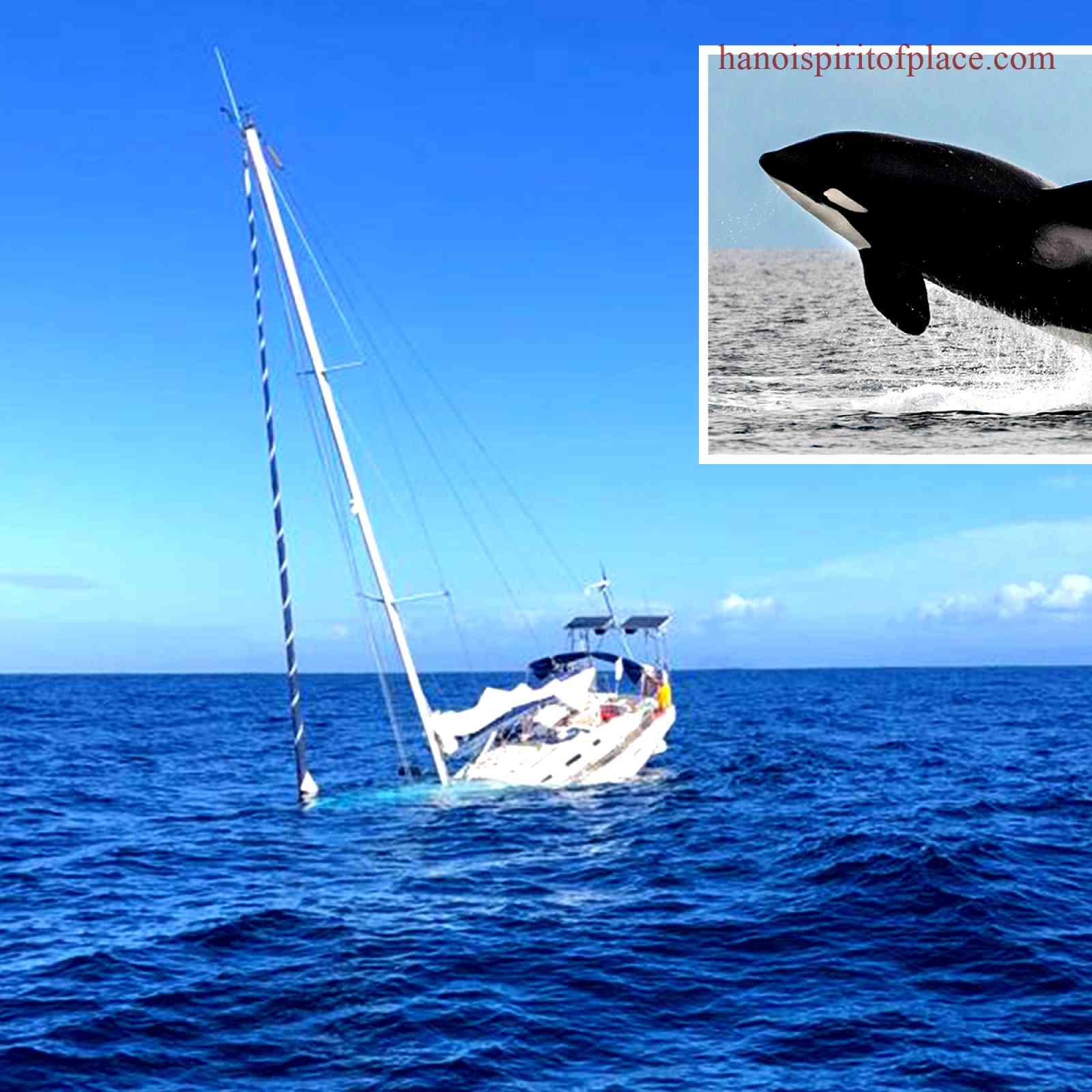 Be Prepared to Encounter Orca Whale Attacks Boat