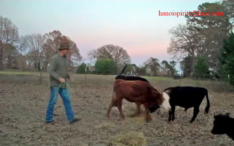 cow tipping video