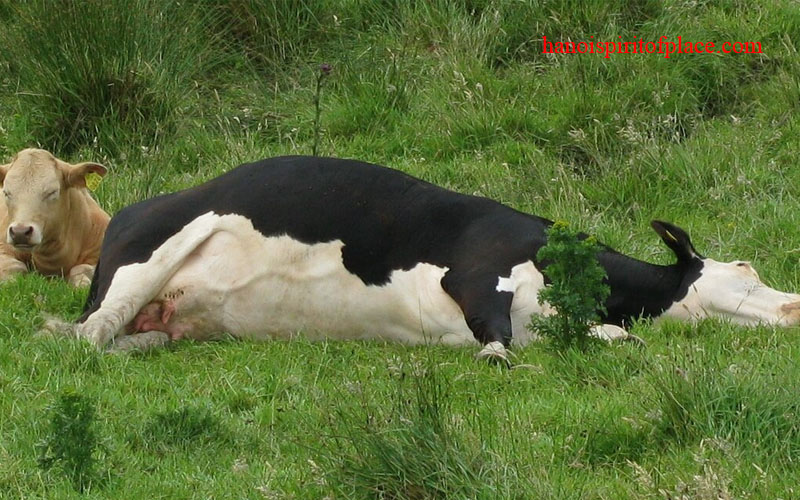 cow tipping video