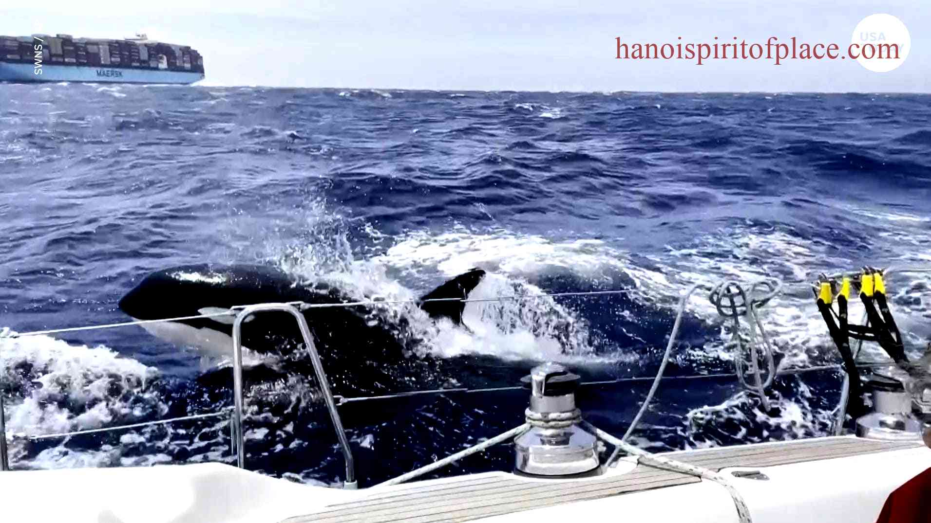 Be Prepared to Encounter Orca Whale Attacks Boat