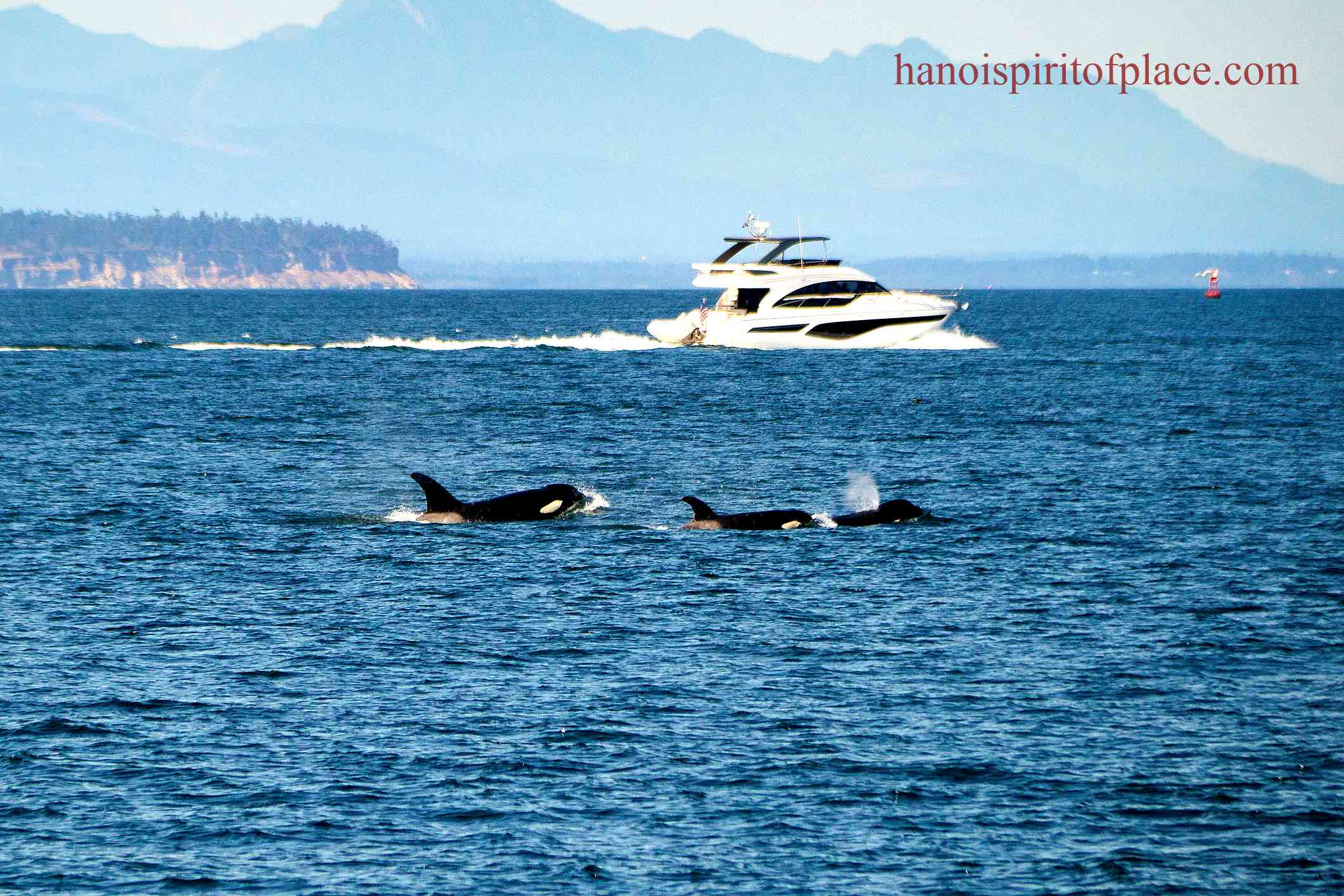 Factors that Affect Orca Whale Behavior