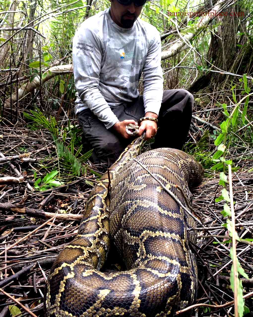 The Surprising Behavior of Deer Eating Snakes