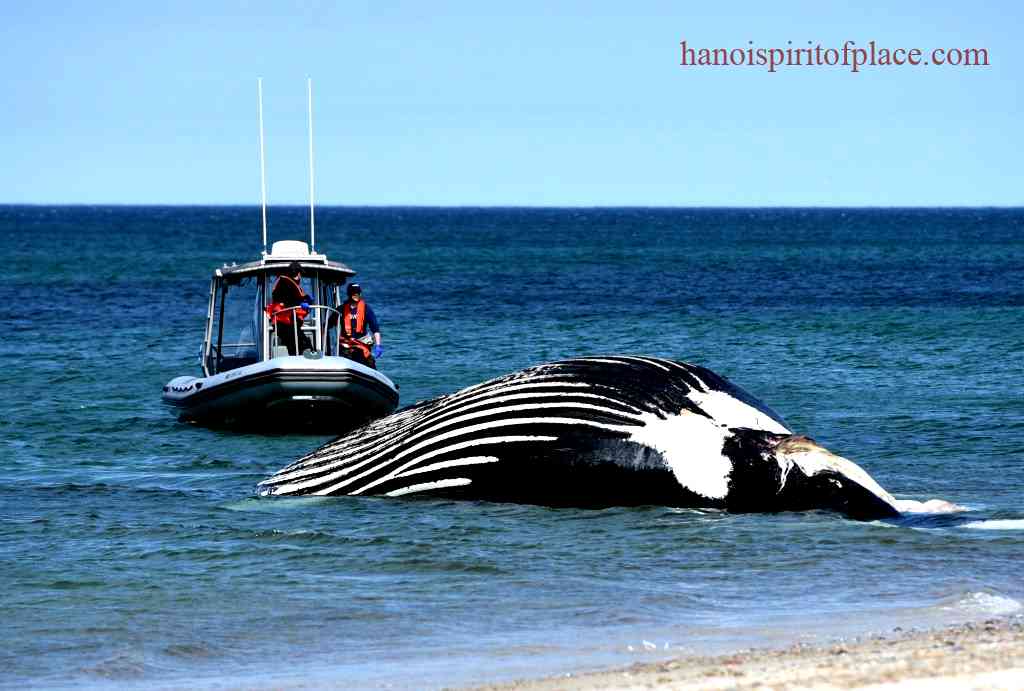 Discover the Majestic Humpback Whales Cape Cod