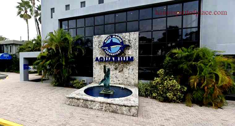 The Florida Aquarium's Manatee Exhibit