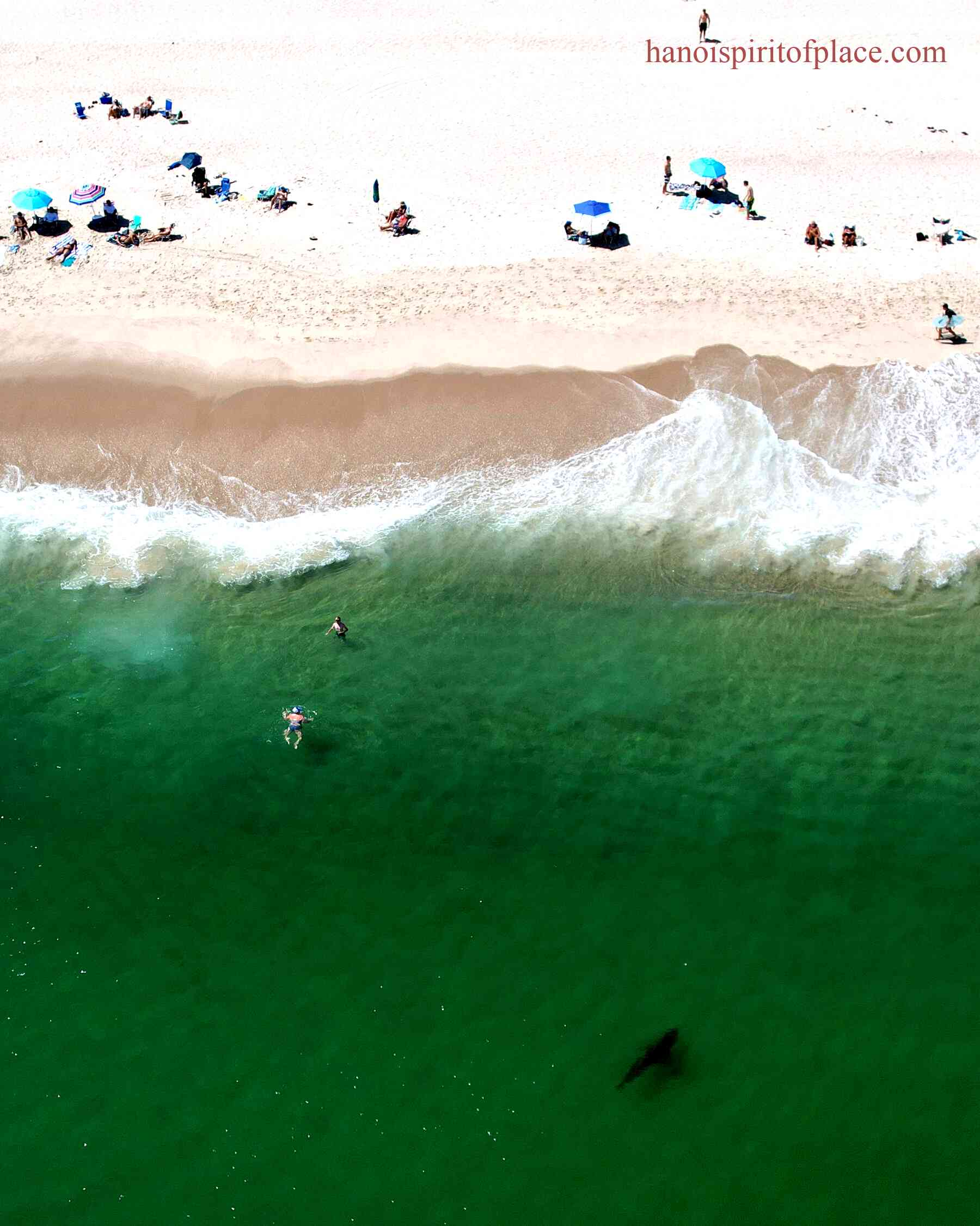 Discovering White Sharks Cape Cod: A Fascinating Encounter