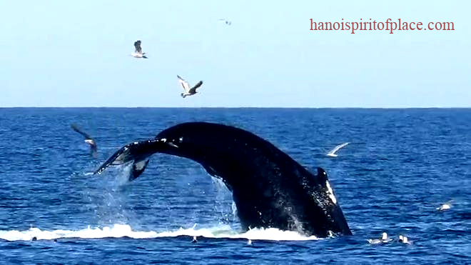 Humpback Whale Behaviors