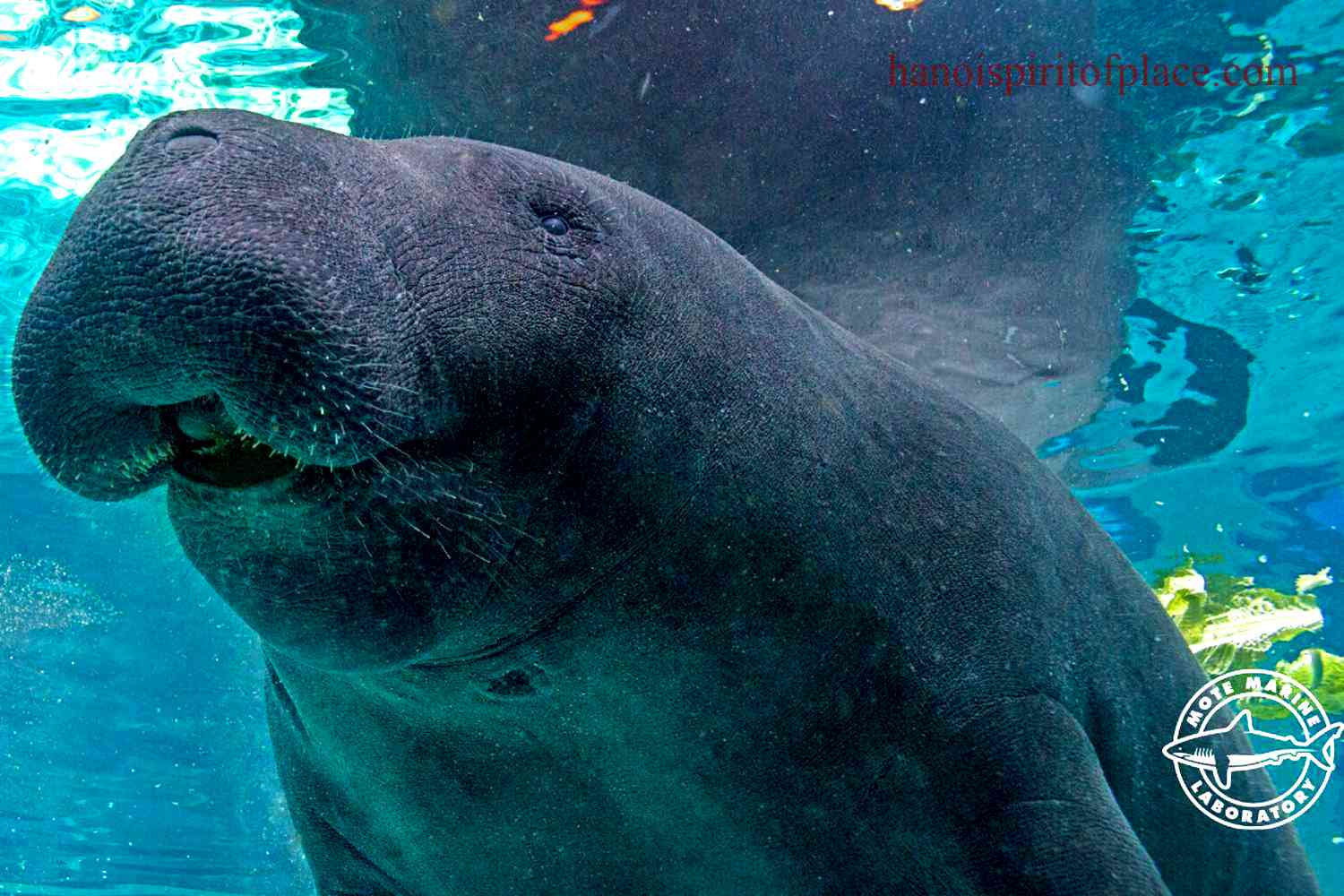 Manatee Dies Florida Aquarium – Investigation Launched