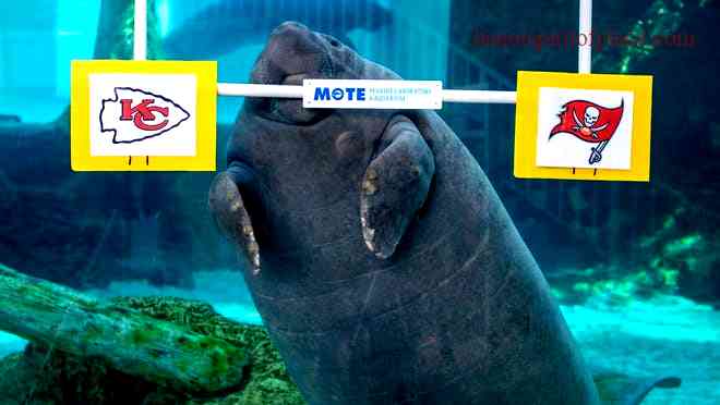 Hugh Manatee Death: Unveiling the Heartbreaking Incident