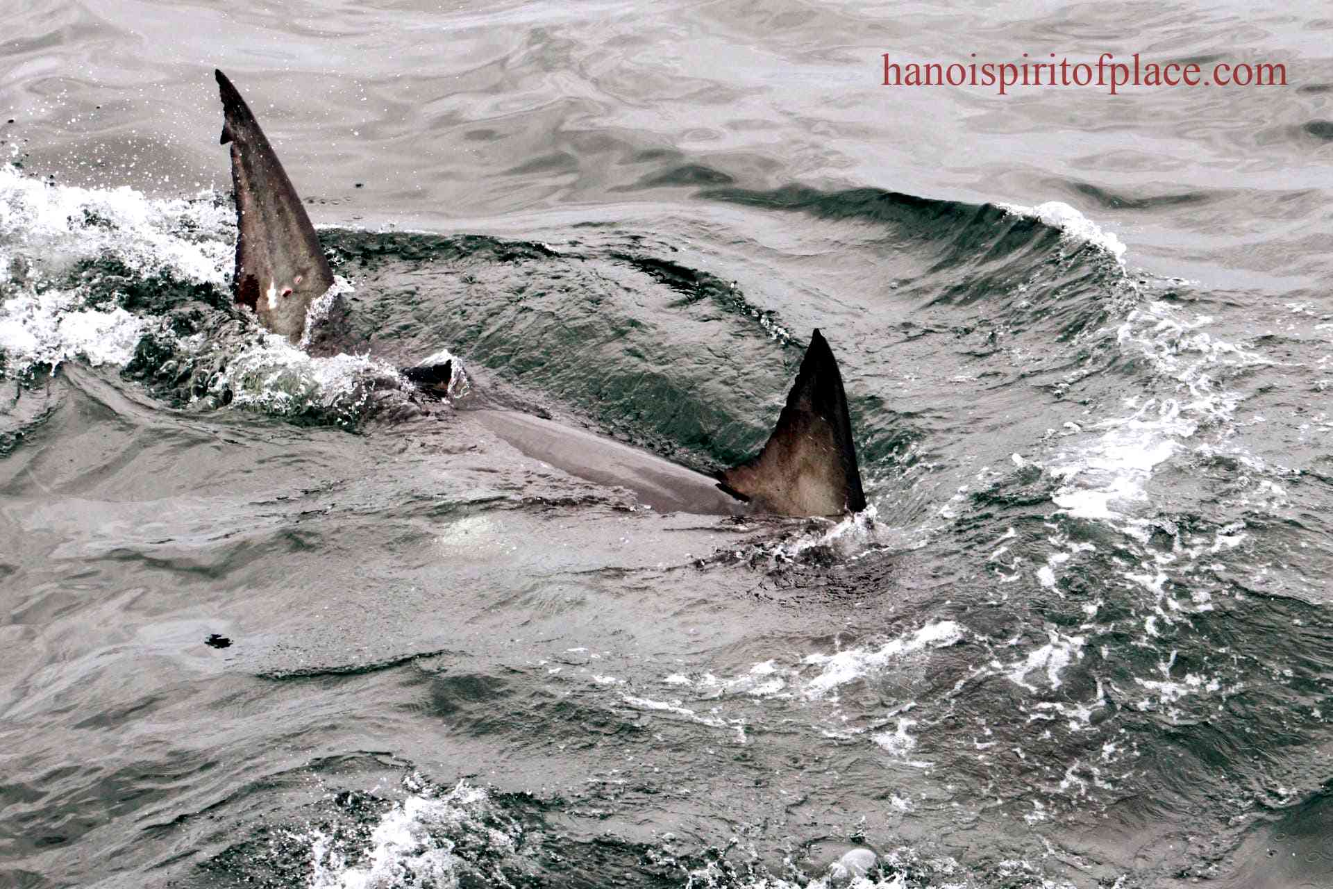 Discovering White Sharks Cape Cod A Fascinating Encounter