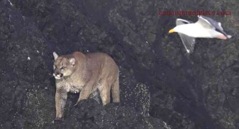 Wildlife at Cougar Haystack Rock