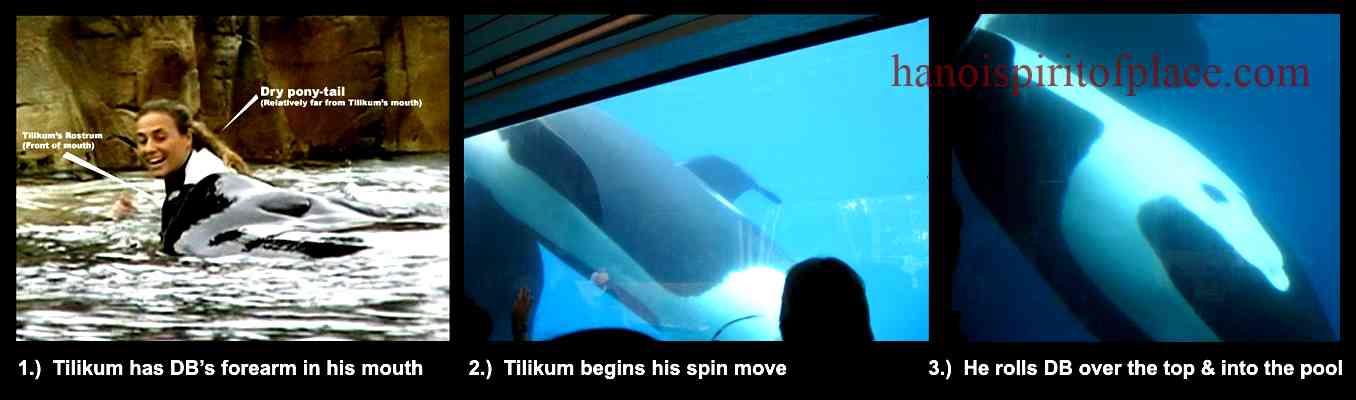 Tilikum Kills Dawn Autopsy – Revealing the truth behind