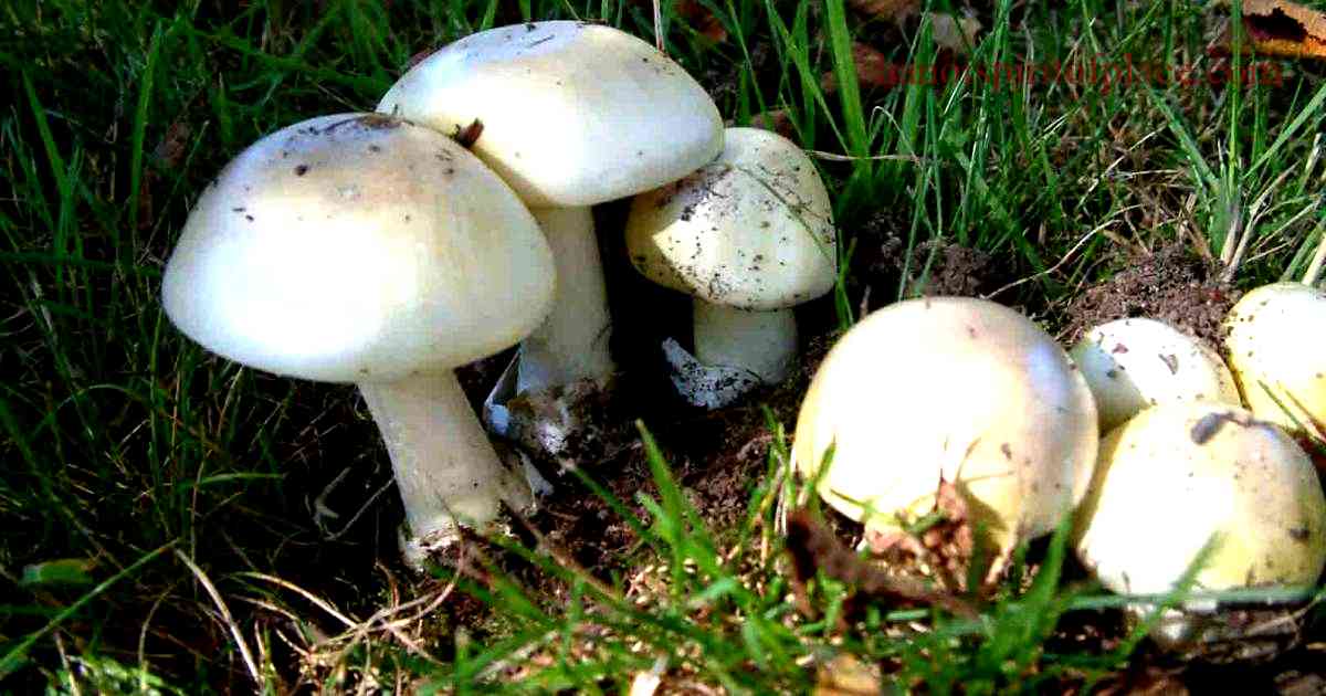 Death Cap Mushroom BC: Stay Safe with Vital Awareness!