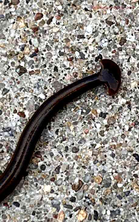 Methods to Control Hammerhead Worms