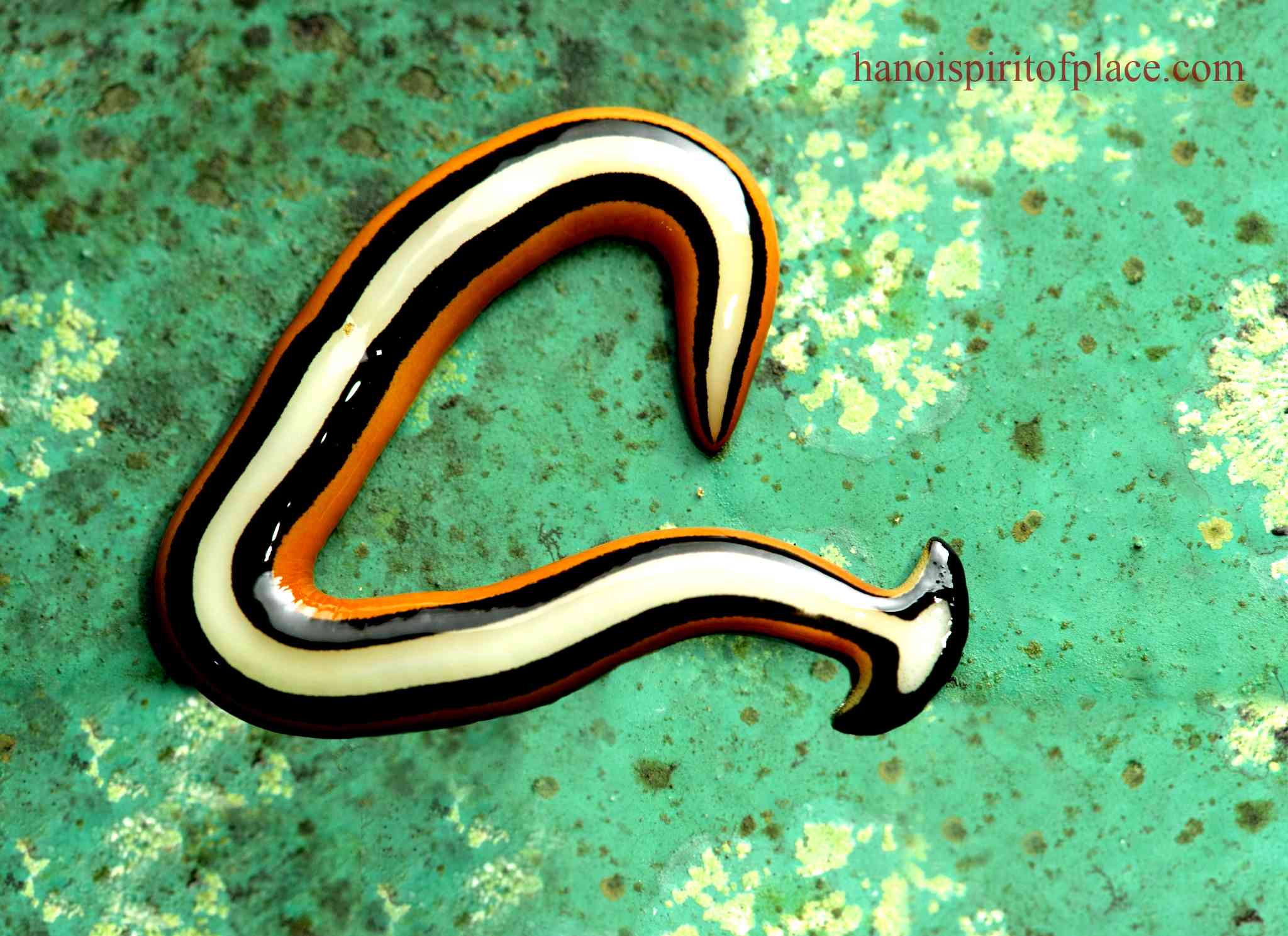 Ecological Impact of Hammerhead Worms