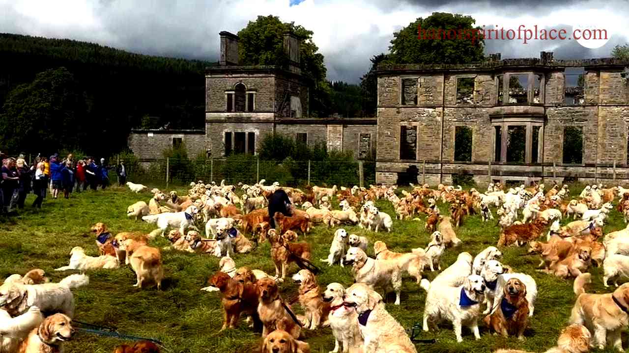 Video Golden Retrievers Guisachan House In Scotland